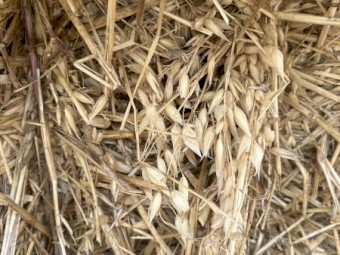 2022 Oaten hay