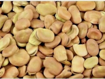 44mt Faba Beans