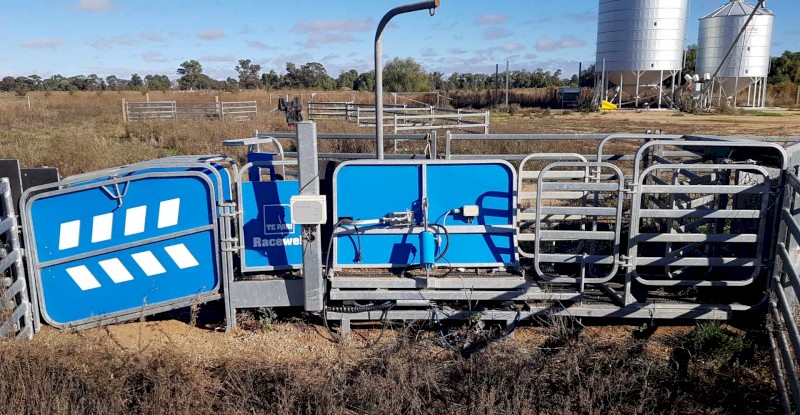 2019 Te Pari Racewell (HD3) 3 Way Draft Sheep Handler | Farm Tender