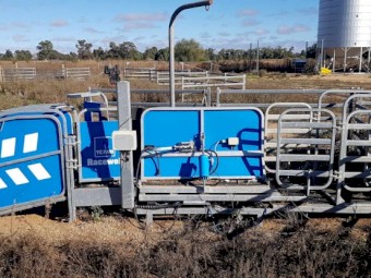 2019 Te Pari Racewell (HD3) 3 way draft Sheep Handler