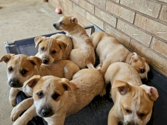 Red cattle dog pups 