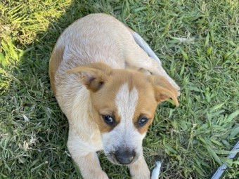 Red cattle dog pups 