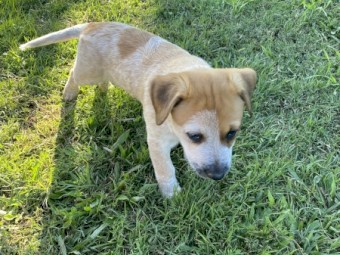 Red cattle dog pups 