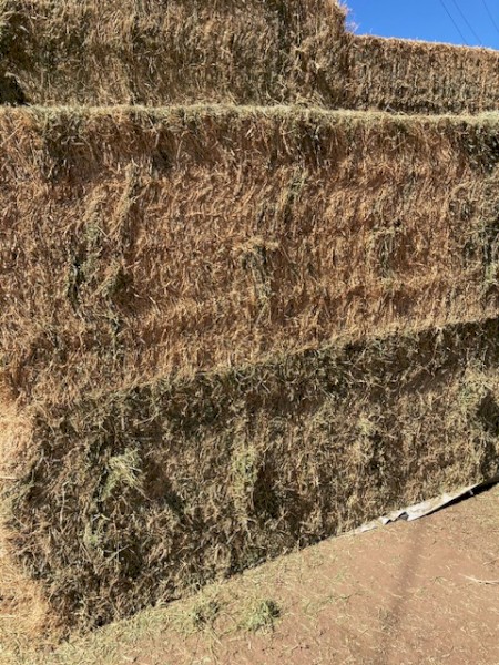 Premium Quality Lucerne 8*4*3 Sold by the tonne