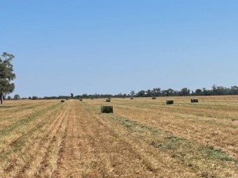 120mt Vetch Hay 530kg 8x4x3 Bales