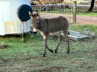 Donkey Filly and Jenny