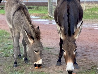 Donkey Filly and Jenny