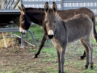 Donkey Filly and Jenny