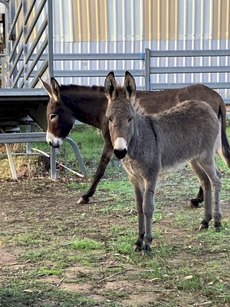 Donkey Filly and Jenny