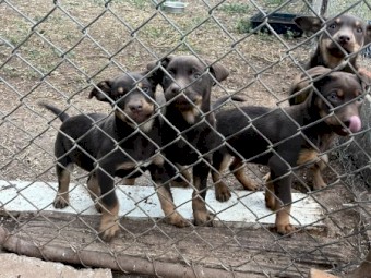 Kelpie pups