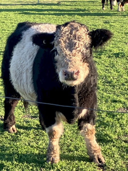 Bull Galloway Miniature Hereford cross | Farm Tender