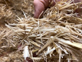 Barley header tailings straw shedded 100 tonne 22 season 8x4x3 8 string approx 600kg