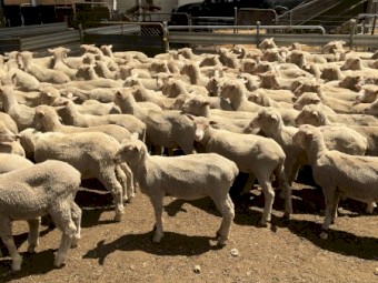 500 feedlot lambs. Shorn, grain trained, 38kg.