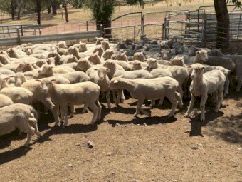 500 feedlot lambs. Shorn, grain trained, 38kg.