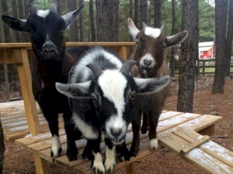 Beautiful Pygmy Goats for sale