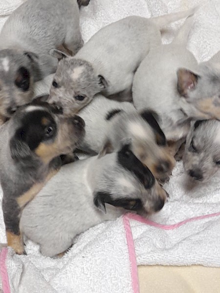 Aussie cattle dog blue heeler pups 