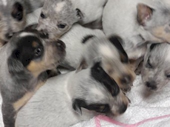 Aussie cattle dog blue heeler pups 