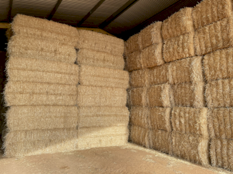 55mt Barley straw header tailings shedded Narromine NSW