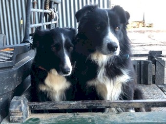 Border Collie Puppy for Sale - Male