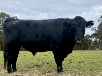 Angus Bull Stud 