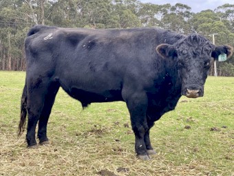 Angus Bull Stud 
