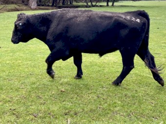 Angus Bull Stud 