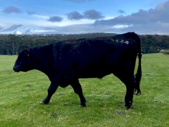 Angus Bull Stud 
