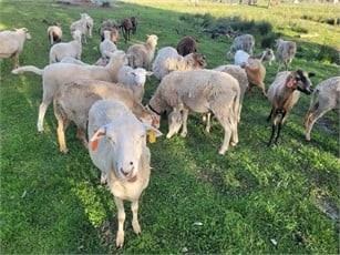 Katahdin/dorper lambs for sale