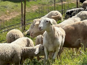 Katahdin/dorper lambs for sale