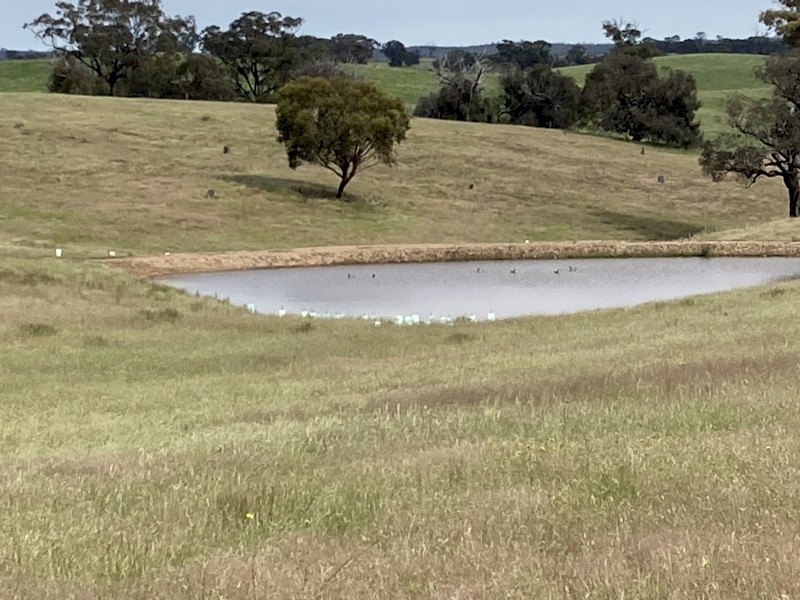 Agistment at Mia Mia 