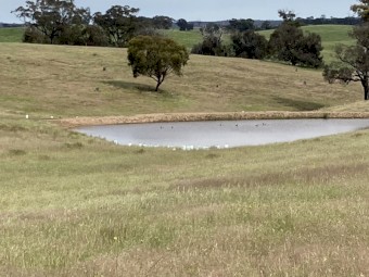 Agistment at Mia Mia 