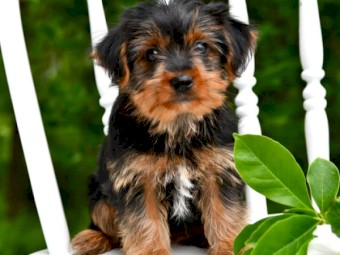  Yorkshire terrier puppies available 