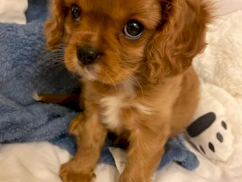      CAVALIER KING CHARLES SPANIEL PUPPY 