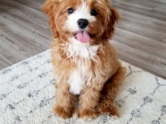 Cavapoo puppy Kipa & Nikki looking forever home 