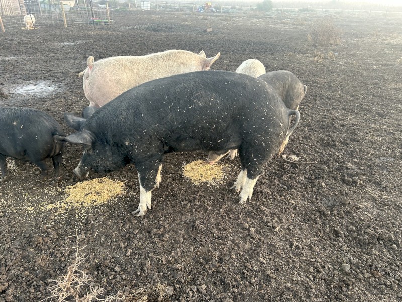 Both pigs are in pig to Berkshire boar