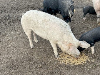 Both pigs are in pig to Berkshire boar