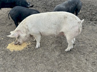 Both pigs are in pig to Berkshire boar