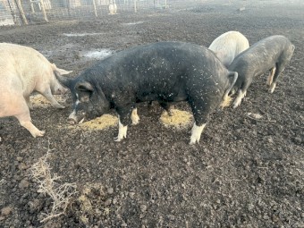 Both pigs are in pig to Berkshire boar