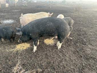 Both pigs are in pig to Berkshire boar