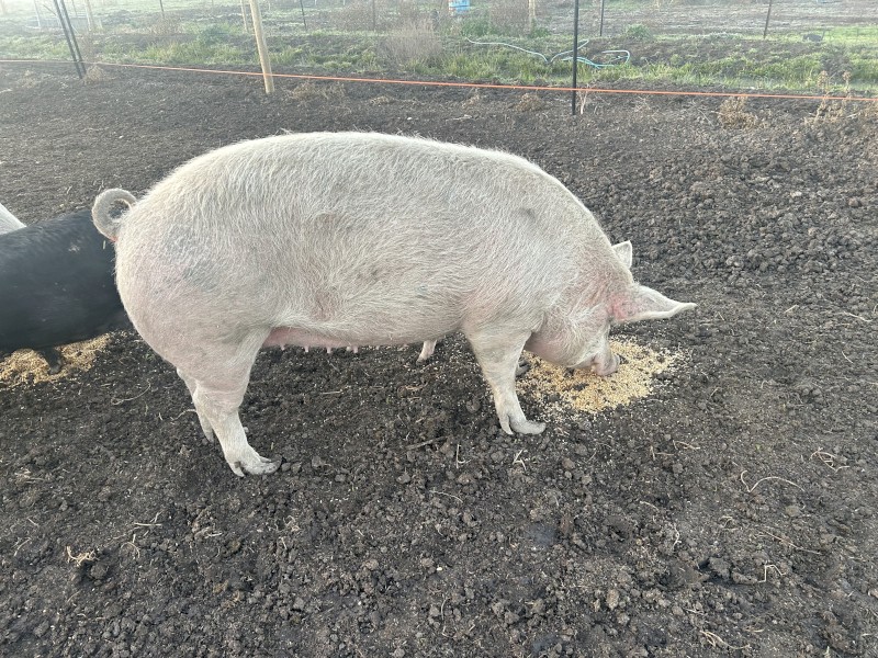 Large white salami sow