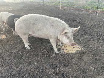 Large white salami sow