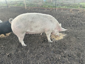 Large white salami sow