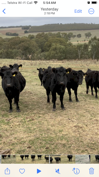 70 PTIC vendor bred heifers and cows