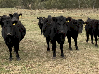70 PTIC vendor bred heifers and cows