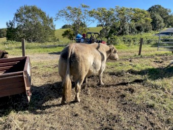 Square Meater Bull 4 years
