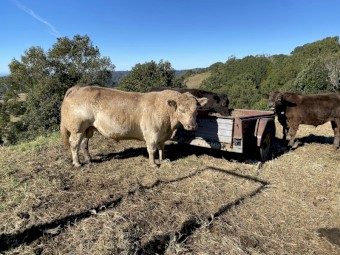 Square Meater Bull 4 years