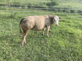 Square Meater Bull 4 years