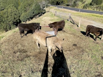 Square Meater Bull 4 years