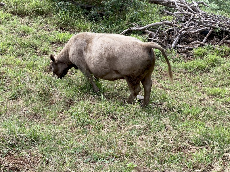 3 Square Meater x heifers