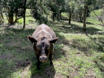 3 Square Meater x heifers